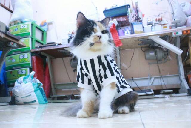 Kaos strip hitam putih lucu untuk kucing dan anjing / baju kucing murah size S M L XL