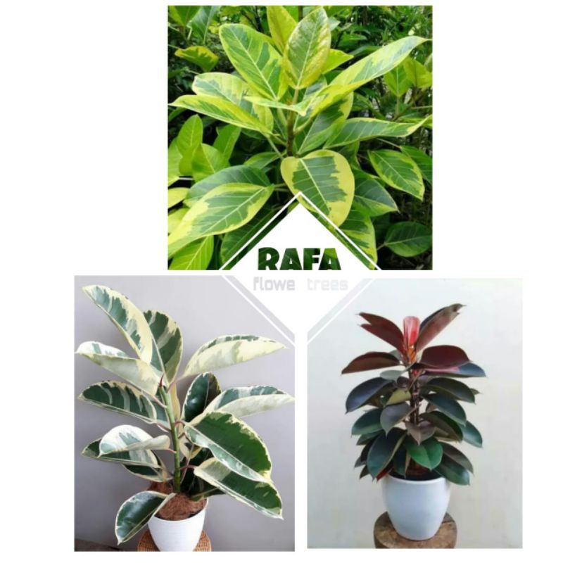 paket 3 karet kebo merah-karet kebo varigata kuning-karet kebo varigata putih