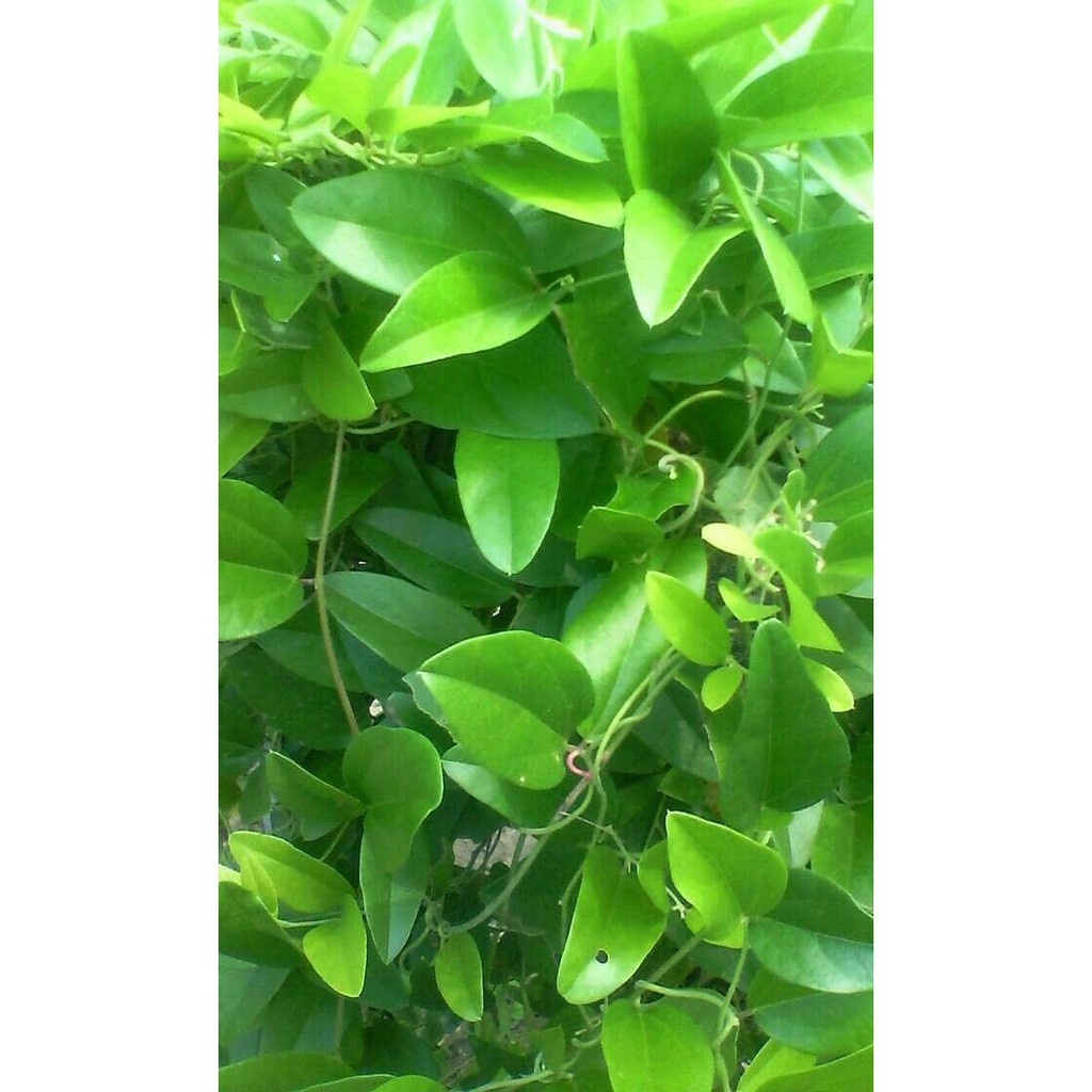 

Daun Cincau Rambat non bulu Organik ( non pestisida )