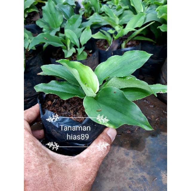 

Tanaman herbal bibit kencur