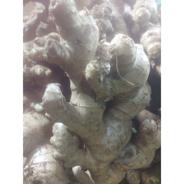 

JAHE GAJAH/JAHE PUTIH 1KG FRESH