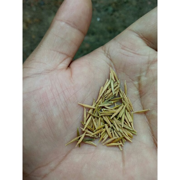 Biji Anput/Anting Putri per biji/Bibit bahan bonsai