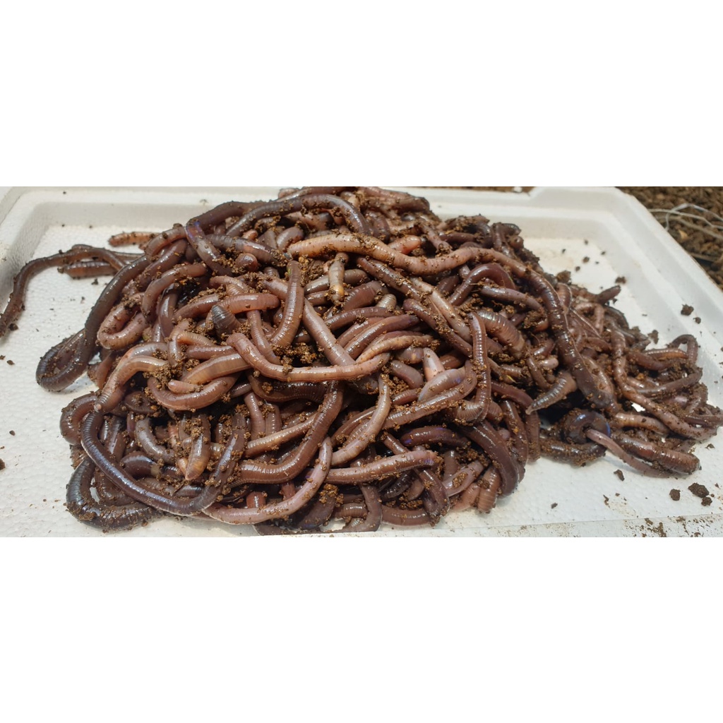 Cacing Kalung Kebo 1kg