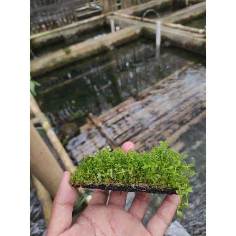 monte carlo tanaman karpet aquascape