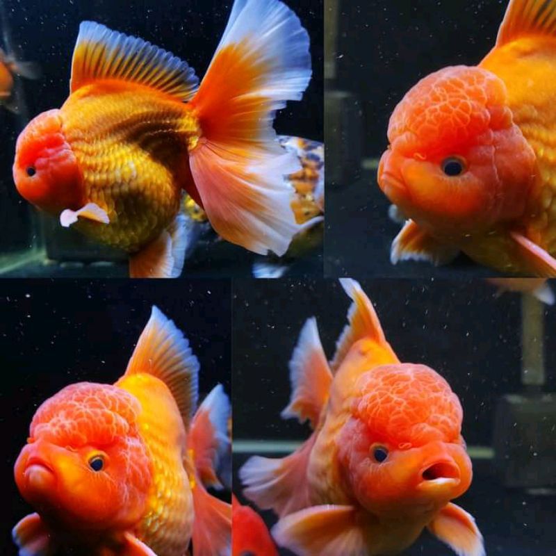 Ikan Hias Mas Koki Oranda Jambul (Dewasa)