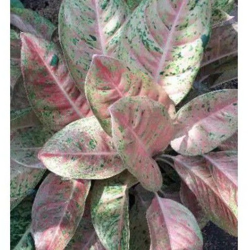AGLONEMA BIG ROY INDUKAN (MINIMAL ORDER 5) /AGLONEMA BIG ROY GROSIR /AGLONEMA BIG ROY PINK MURAH