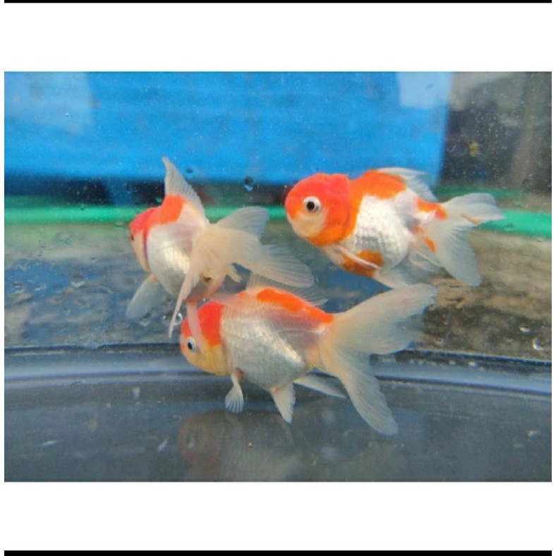 Hiasan aquarium ikan mas koki Oranda RW