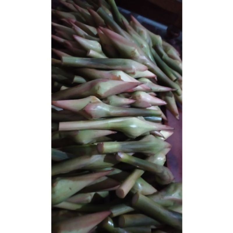 

bunga kecombrang pilihan fresh