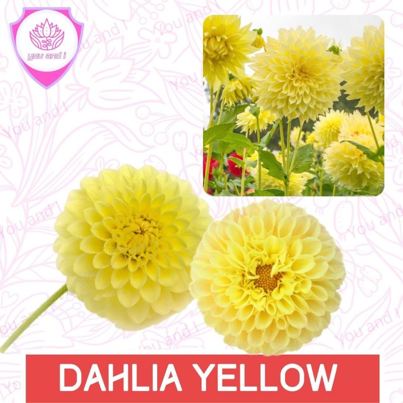 Benih DAHLIA YELLOW - Biji Bibit Bunga