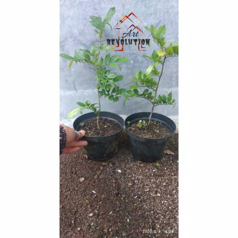 bahan bonsai serut