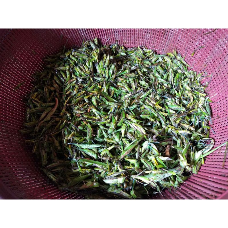 

Belalang Goreng Mantap
