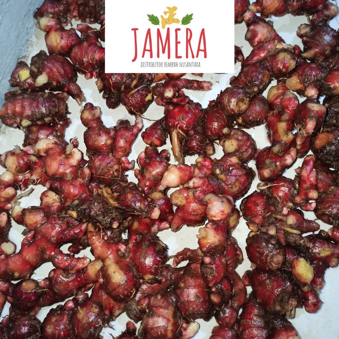 

tradisional-minuman- jahe merah segar bersih (sudah dicuci) jahe merah asli 1/2 kg(500gram)