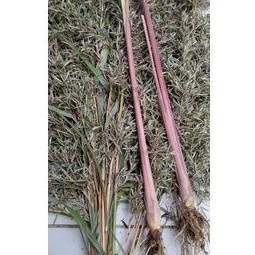 

Bunga serai merah atou bunga serai merah serai wangi serai hutan per 35 tangkai + bonus bibit serai 2 tangkai..