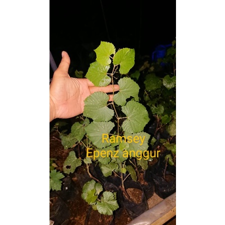 ROOTSTOCK RAMSEY ASLI VALID siap tanam