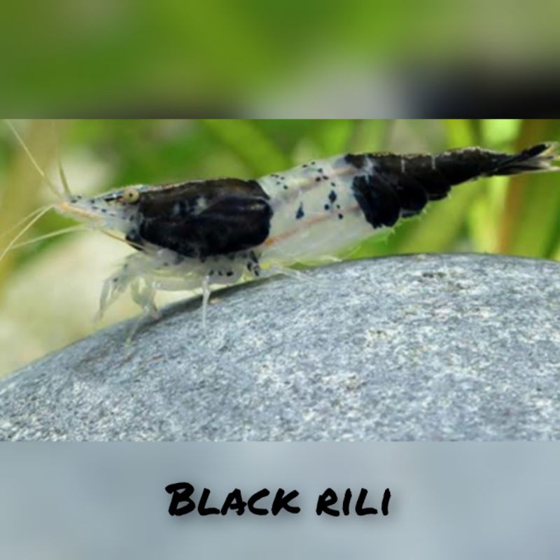 udang hias black rili aquascape