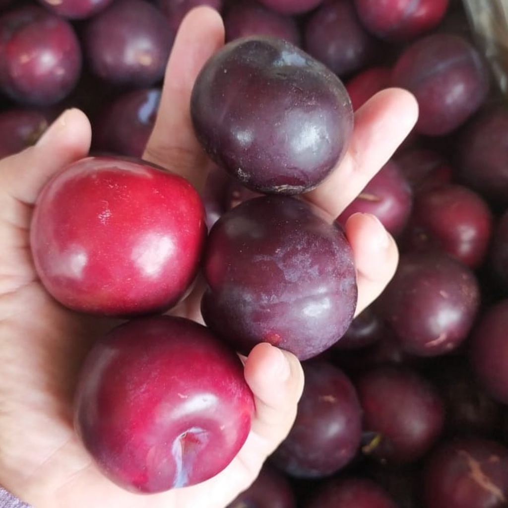 Buah Plum Cherry 1kg Buah Plum Manis Segar Buah Import Murah