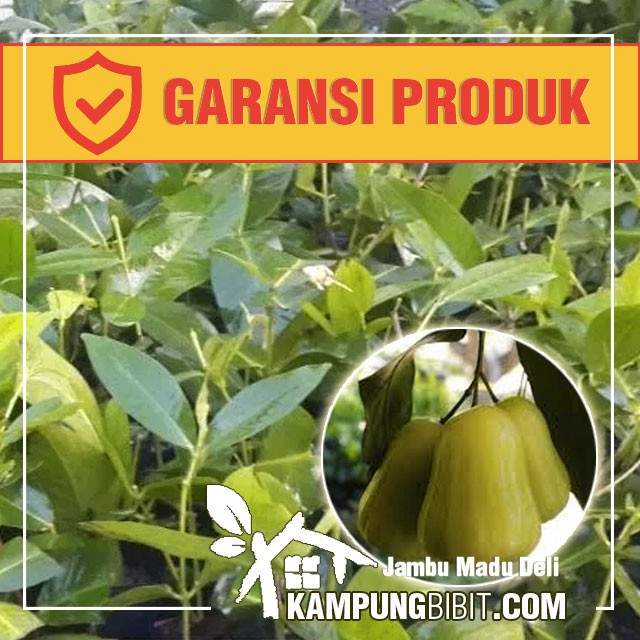 Bibit Jambu Air Madu Deli Hijau