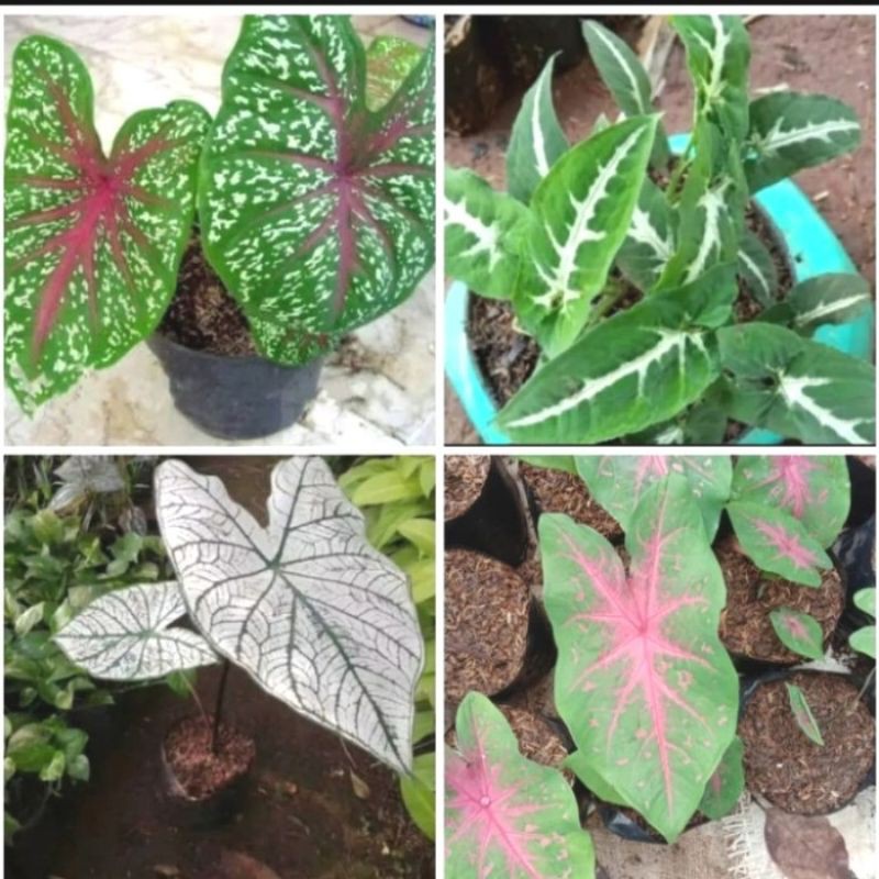 Paket 4 Tanaman keladi - keladi putih - Tanaman indoor
