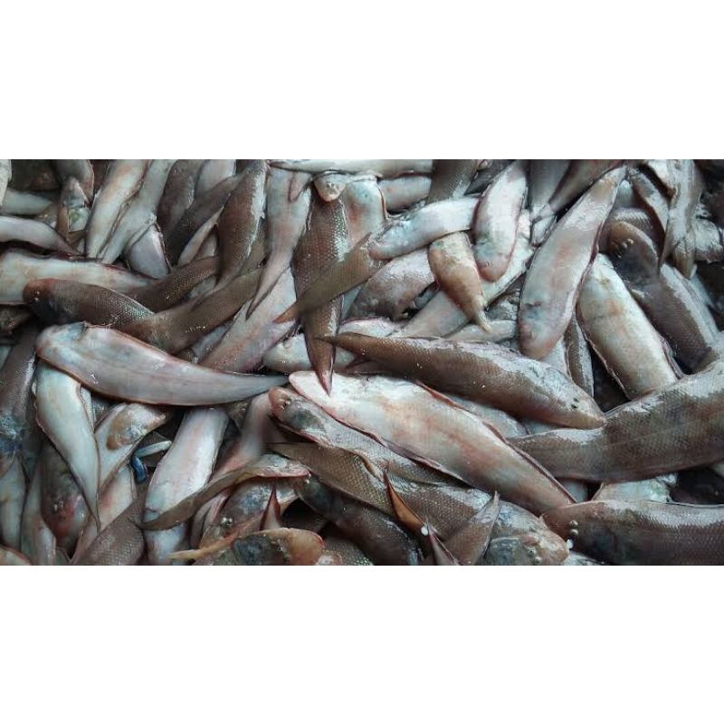 

BSM | TERMURAH Ikan Lidah Segar 500gr - 1kg / Ikan Lidah