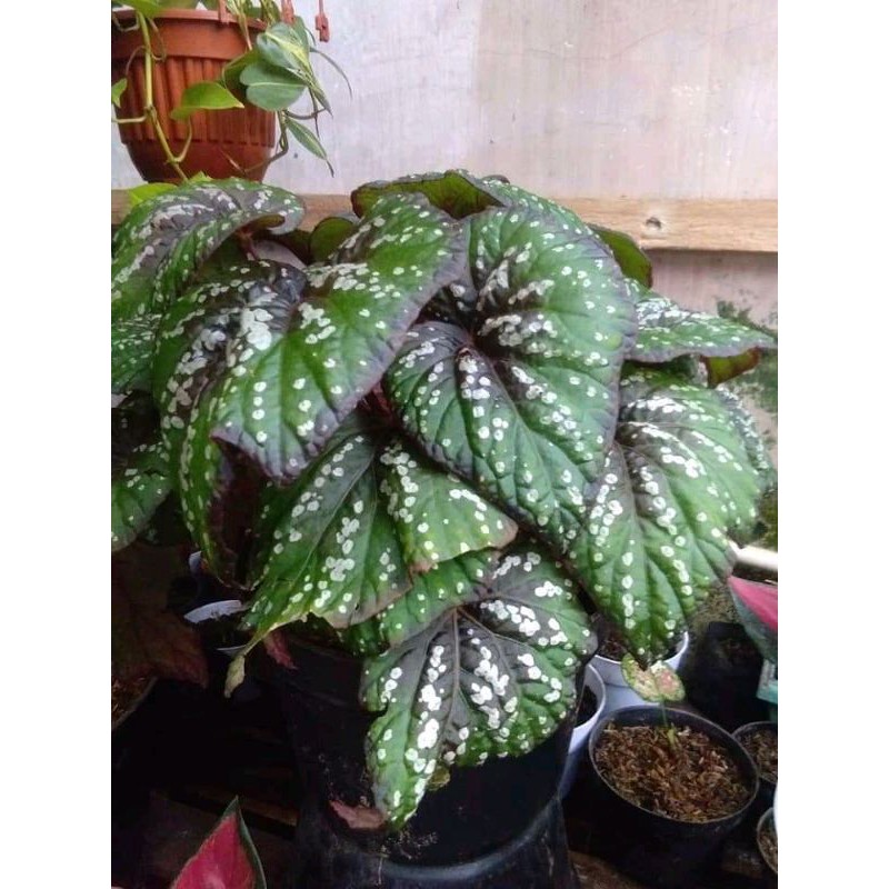 Begonia Pelangi
