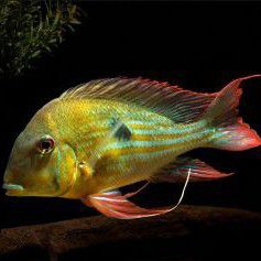 Ikan Cichlid Geophagus Winemilleri South American Cichlid uk 5cm