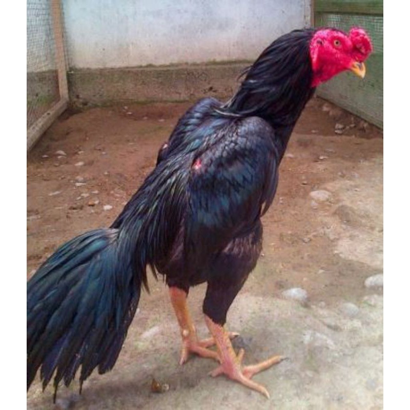 TELUR TETAS AYAM PAKHOY