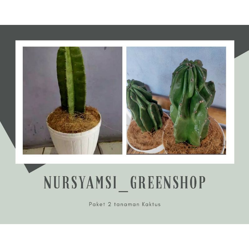 Promo 2 jenis tanaman kaktus - Kaktus koboi - kaktus pagoda