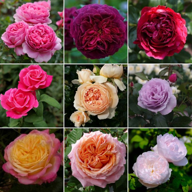 mawar import/tanaman bunga mawar/tanaman mawar/bunga mawar hidup