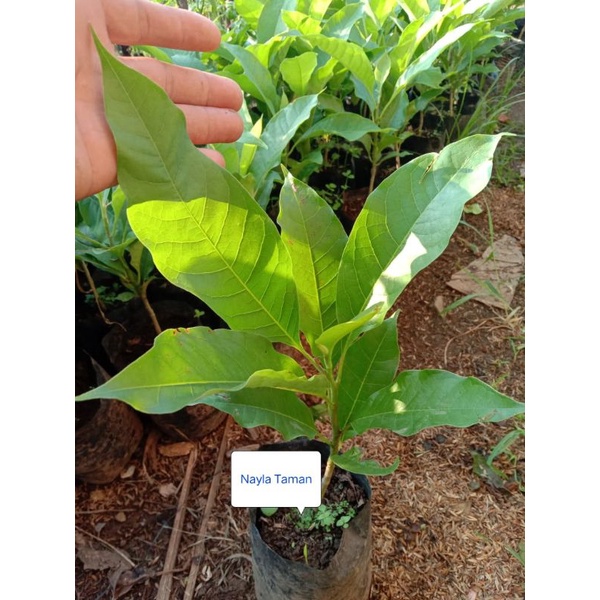 TANAMAN BUNGA KANTIL-POHON KANTIL