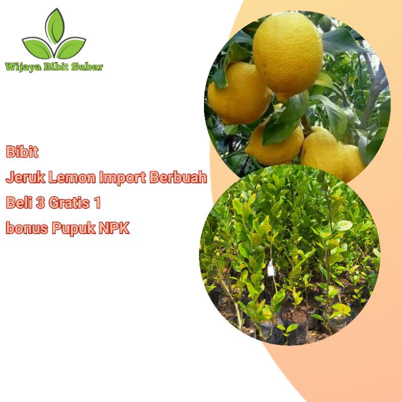 bibit tanaman jeruk lemon import berbuah-bibit lemon-bibit import