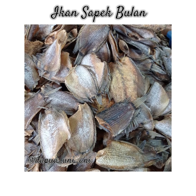 

IKAN SAPEK BULAN / SAPEK TANPA KEPALA