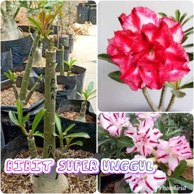 Bibit Bunga Kamboja Jepang Triple 1 Batang 2 Warna (SESUAI GAMBAR)