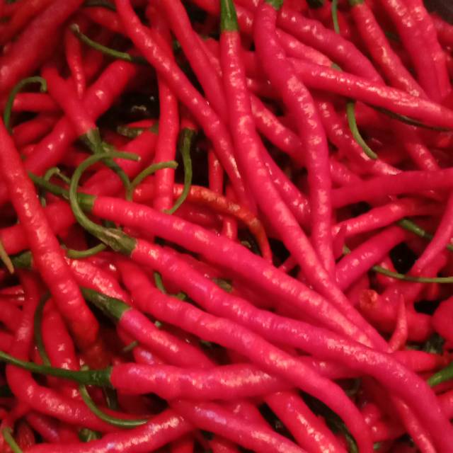 

[Bandar Sayur Jakarta] Cabe merah keriting