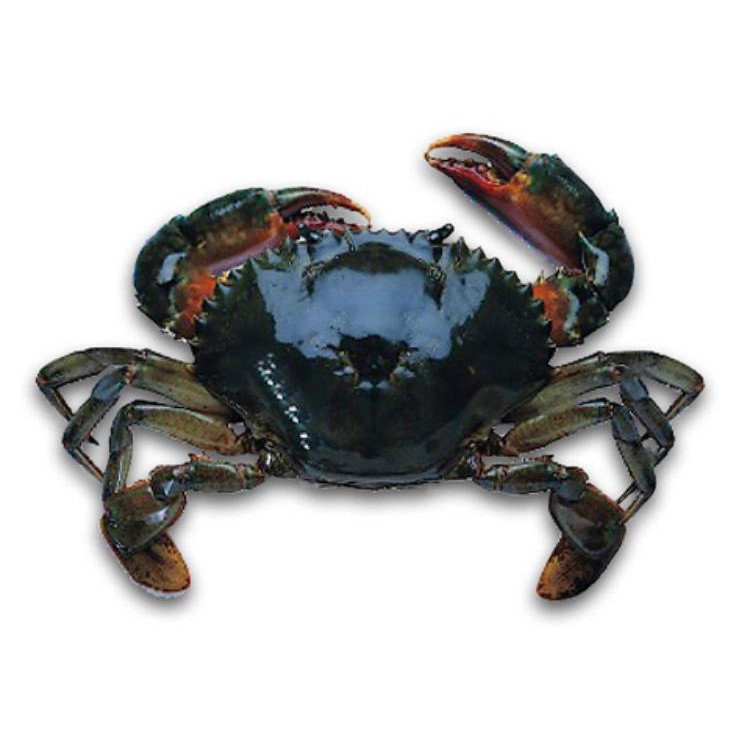 

KEPITING BAKAU TARAKAN / PAPUA HITAM