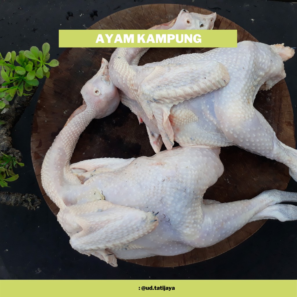 

TERMURAH!!! ayam kampung 1,1kg (timbangan hidup)