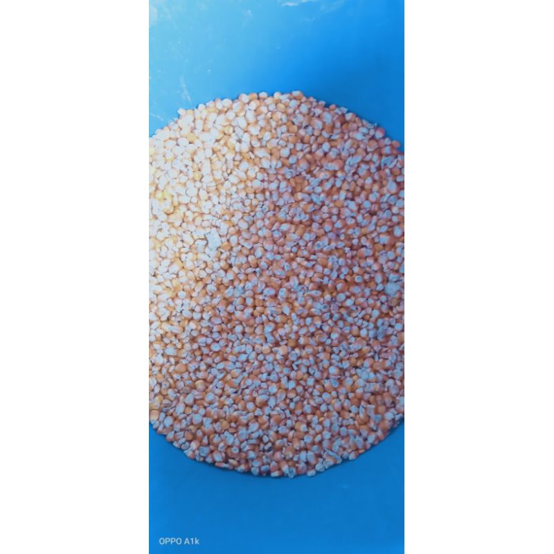 

Jagung Biji