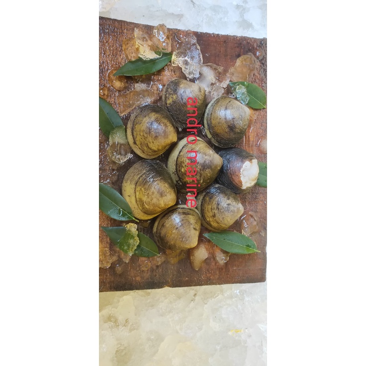 

Kerang Totok (Menega) hidup