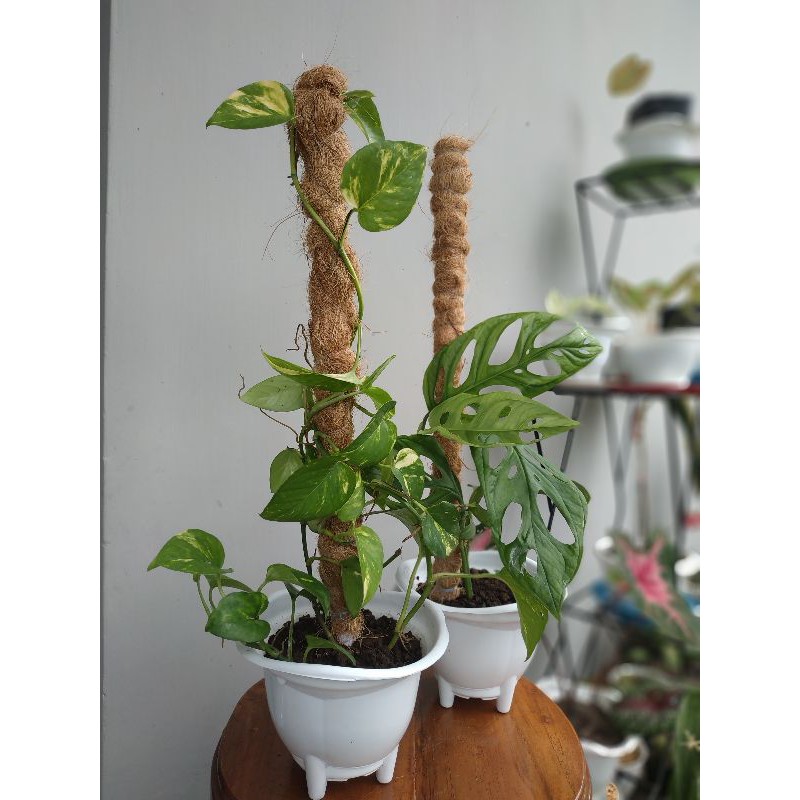 TURUS PENYANGGA TANAMAN /AJIR