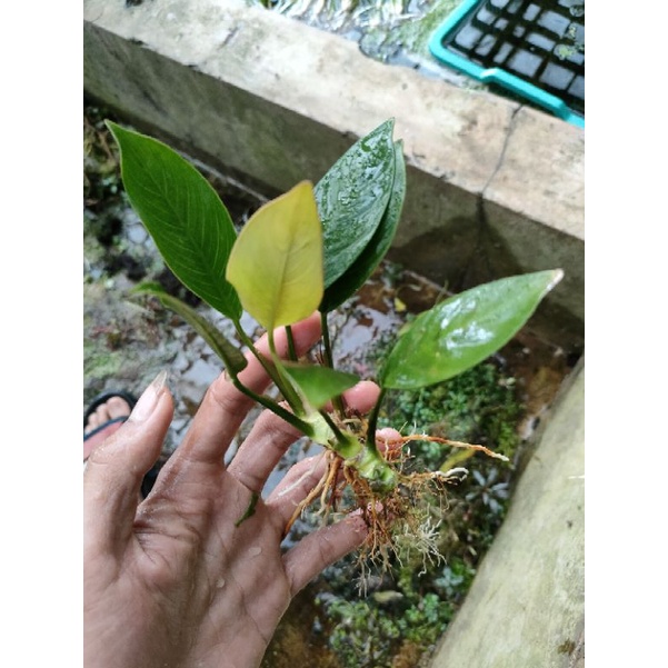 anubias afzely tanaman aquascape