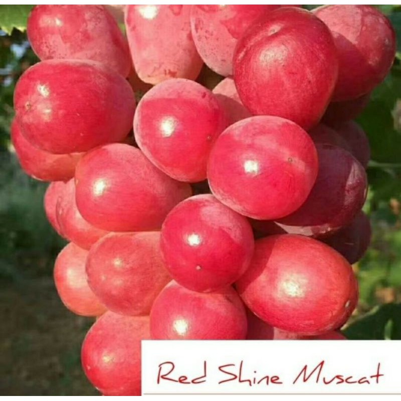 Entres Anggur Red Shine Muscat