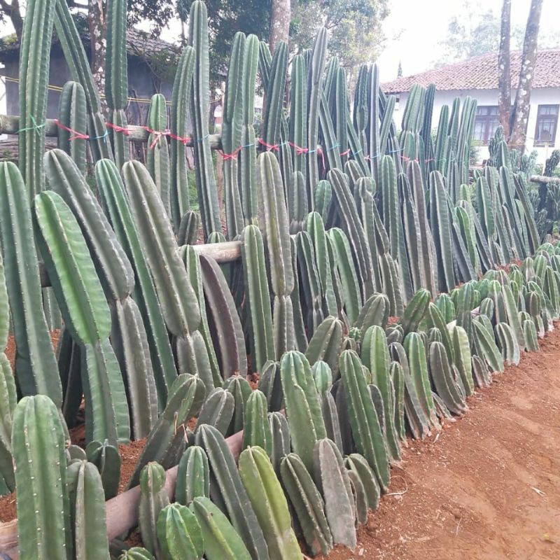 Kaktus Koboi 30-40cm