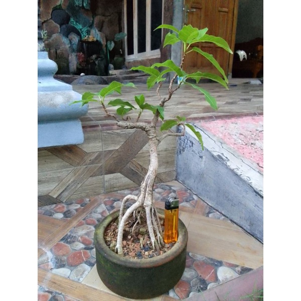 Bonsai bunud / loa daun merah program akar