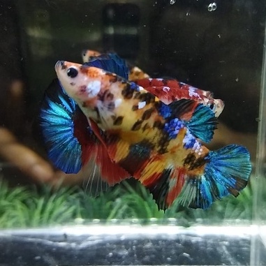 SEPASANG/1 PAIR IKAN CUPANG PK MULTICOLOR/PLAKAT MULTI 100% REALPICT (KODE AN4)