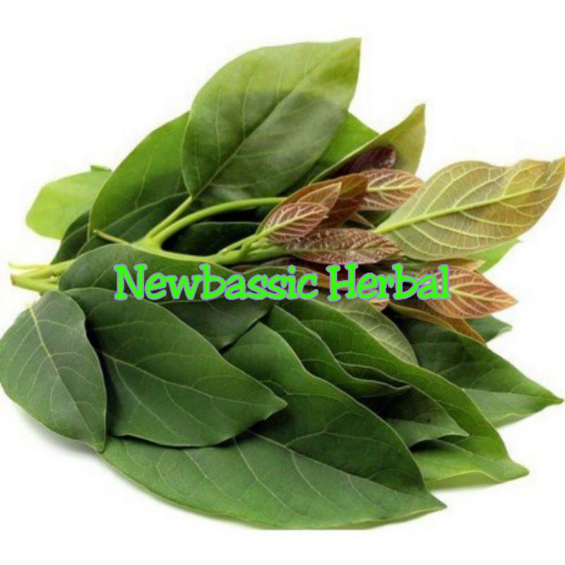 

Daun alpukat untuk herbal fresh 500 gram