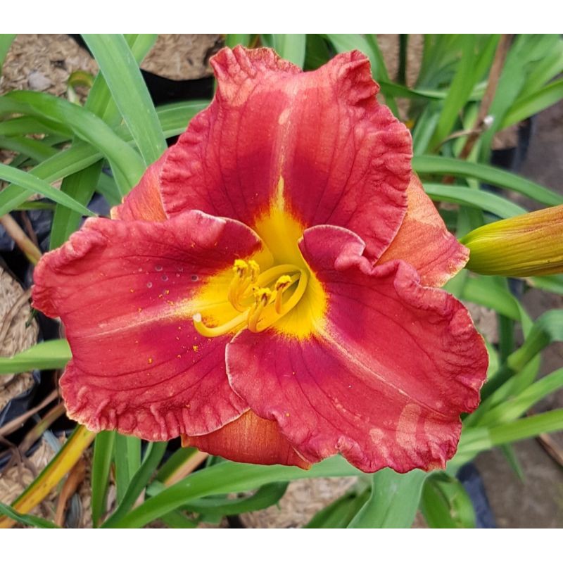 Kembang Lilly Lily Red Lili Merah