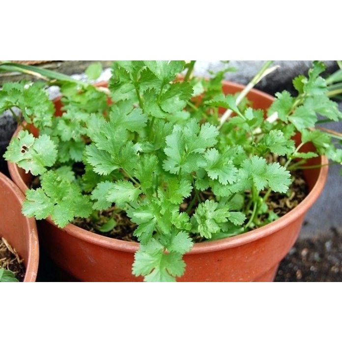 Benih Bibit Biji - Daun Ketumbar Coriander Cilantro Wansui (Coriandrum sativum) Seeds - Panen Dalam 90 HST