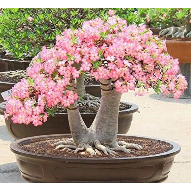 Biji Adenium/kamboja Arabicum Yaman fresh siap semai harga per biji