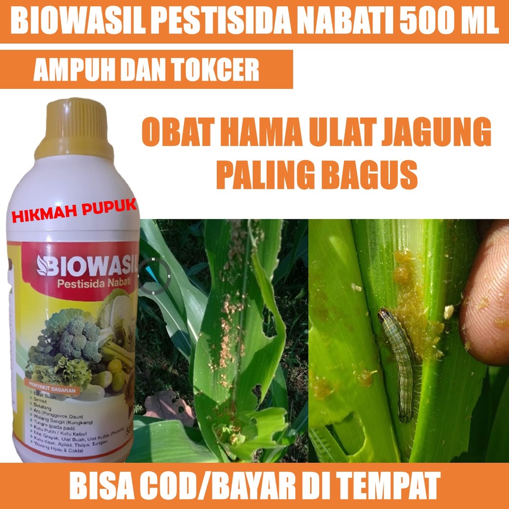 {ASLI MURAH} BIOWASIL PESTISIDA PALING LARIS HAMA ULAT JAGUNG, KUBIS, PADI, CABE Pupuk Untuk Hama Ul