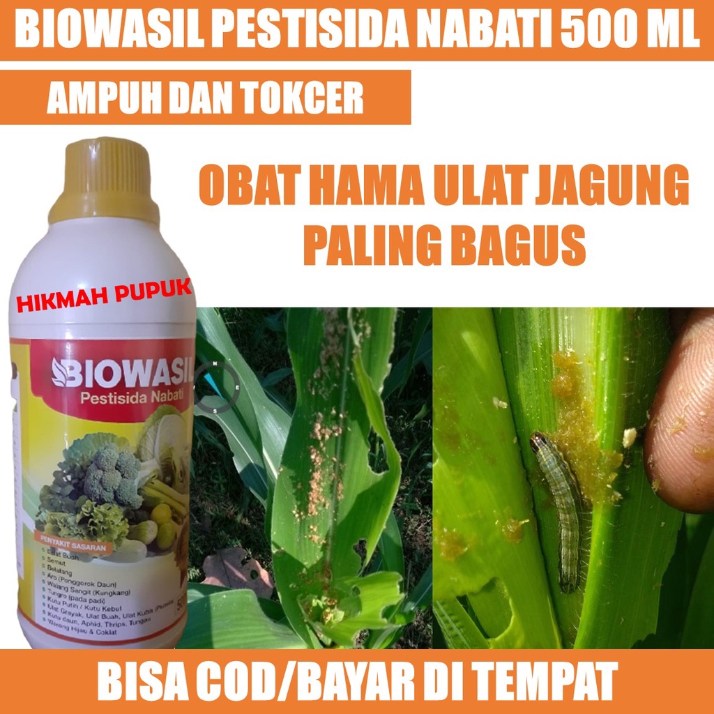 Jual Terlaris Biowasil Pestisida Paling Laris Hama Ulat Jagung Sawi