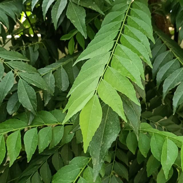 

Daun kari /salamkoja